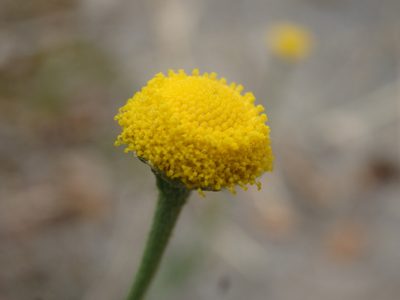 Chamaemelum nobile, photographed by Carminda Santos