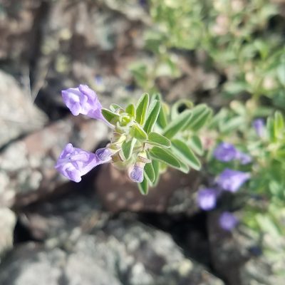 Scutellaria angustifolia, photographed by RJ Baltierra