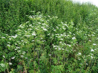 Chaerophyllum bulbosum, photographed by Robert H. Wardell