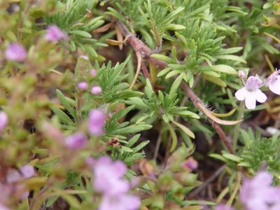 Thymus caespititius, photographed by Carminda Santos