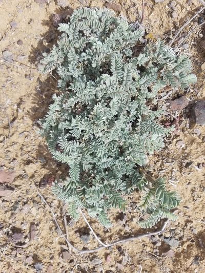 Astragalus nudisiliquus, photographed by RJ Baltierra