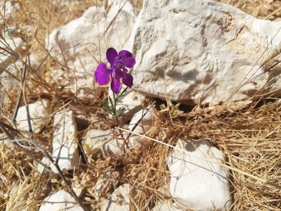 Delphinium ajacis, photographed by Moustapha Itani