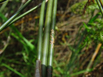 Sporadanthus ferrugineus, photographed by Andrew Blayney