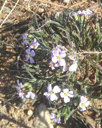 Dontostemon integrifolius, photographed by Юлия