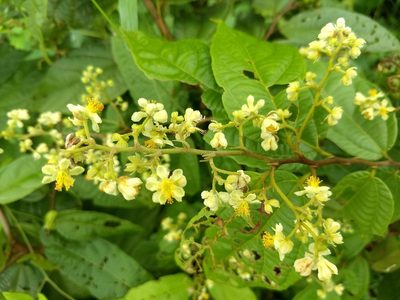 Microcos paniculata, photographed by renjus box