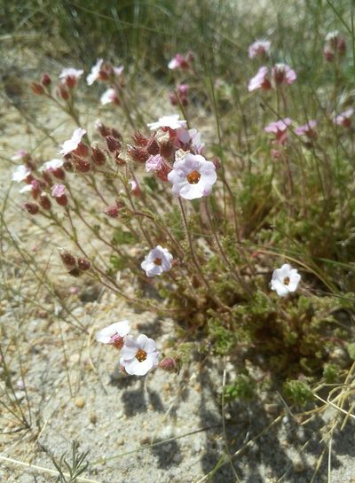 Chamaerhodos grandiflora, photographed by Юлия