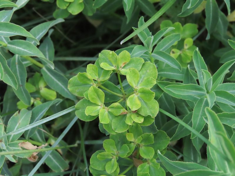 Euphorbia gasparrinii, photographed by Emanuele Santarelli