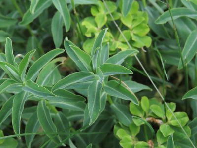 Euphorbia gasparrinii, photographed by Emanuele Santarelli