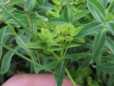 Euphorbia gasparrinii, photographed by Emanuele Santarelli