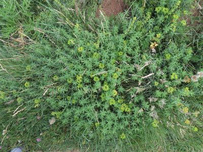 Euphorbia gasparrinii, photographed by Emanuele Santarelli