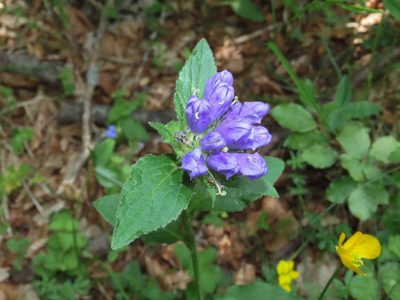 Campanula foliosa, photographed by Emanuele Santarelli