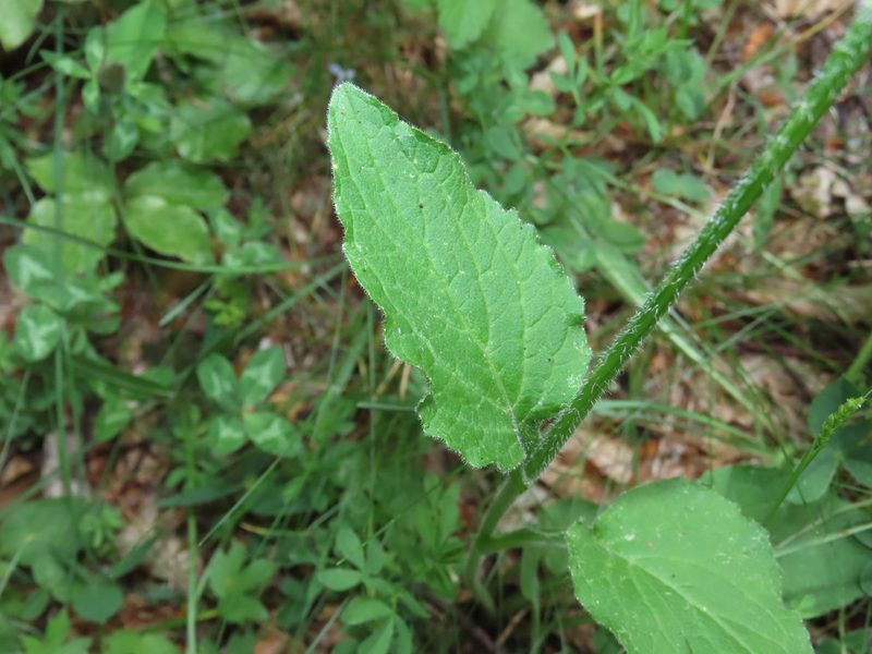 Campanula foliosa, photographed by Emanuele Santarelli