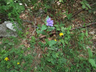 Campanula foliosa, photographed by Emanuele Santarelli