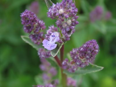 Nepeta nuda, photographed by Emanuele Santarelli