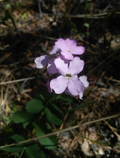 Clausia aprica, photographed by Юлия