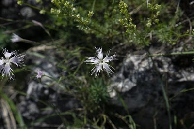 Dianthus spiculifolius, photographed by Conrad Altmann