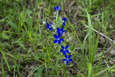 Gentiana utriculosa, photographed by Conrad Altmann