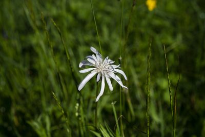 Scorzonera rosea, photographed by Conrad Altmann