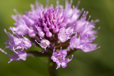 Traunsteinera globosa, photographed by Conrad Altmann