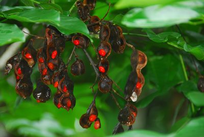 Ormosia macrocalyx, photographed by William Stephens