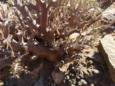 Tylecodon hallii, photographed by leandra-k_89