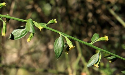 Osyridicarpos schimperianus, photographed by Wynand Uys