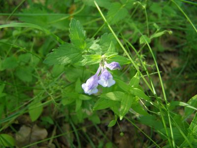 Scutellaria hastifolia, photographed by Ольга Щербакова