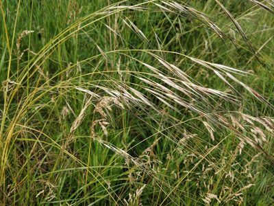 Hesperostipa spartea, photographed by Jeff D Hansen