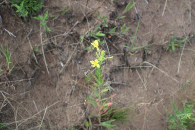 Oenothera clelandii, photographed by Jacob Friend