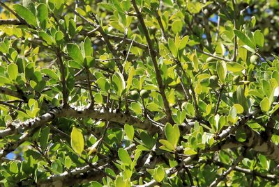 Elaeodendron transvaalense, photographed by Wynand Uys