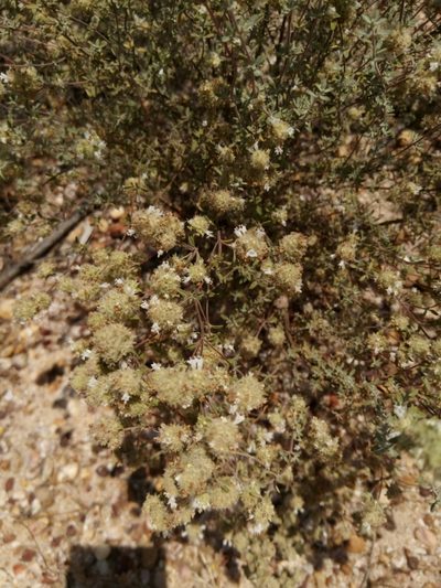 Thymus albicans, photographed by Duarte Frade