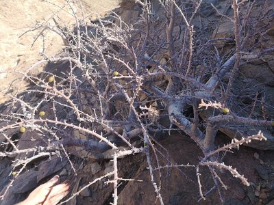 Commiphora capensis, photographed by leandra-k_89