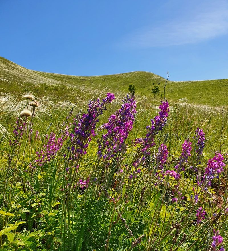 Oxytropis knjazevii, photographed by Анна Митрошенкова