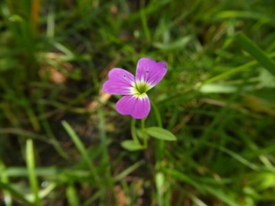Malcolmia maritima, photographed by Alexis Tinker-Tsavalas