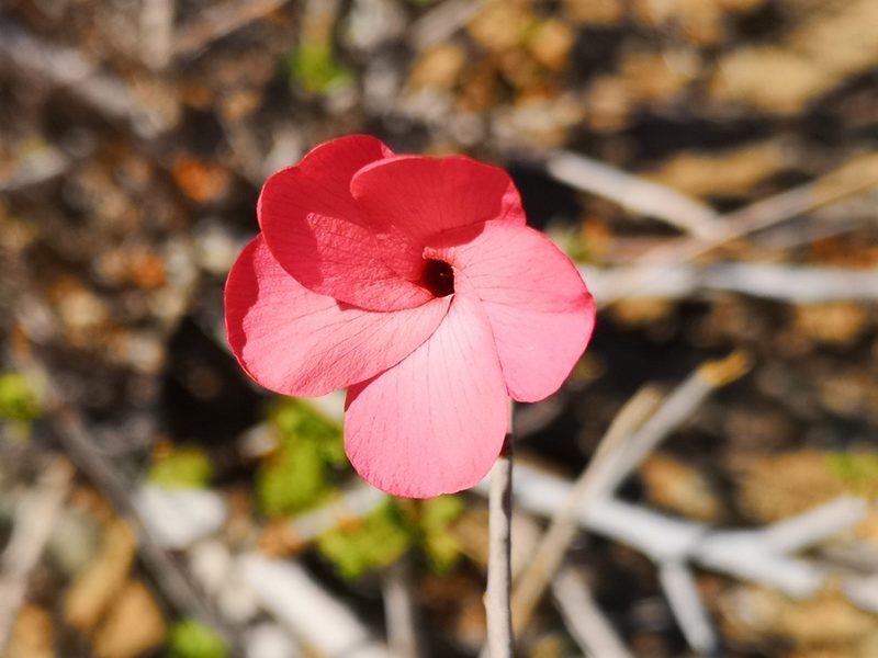 Hermannia stricta, photographed by leandra-k_89