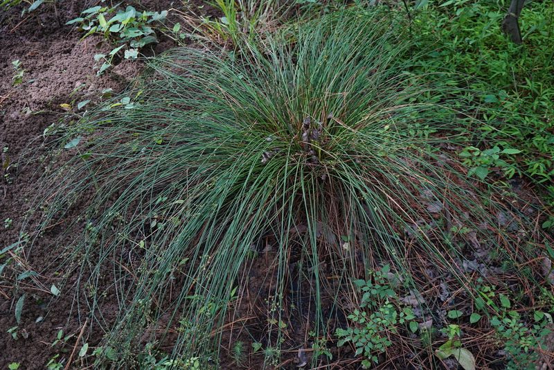 Juncus coriaceus, photographed by NC Wetlands