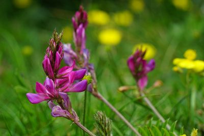 Onobrychis montana, photographed by xulescu_g