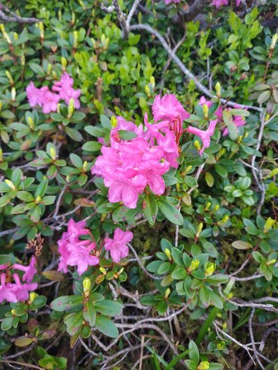 Rhododendron kotschyi, photographed by xulescu_g