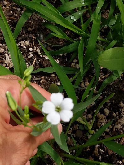 Gypsophila vaccaria, photographed by Matt Schultz
