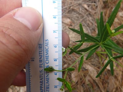 Euphorbia discoidalis, photographed by cwarneke