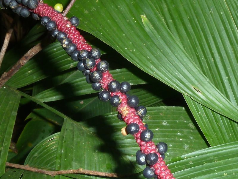 Geonoma cuneata, photographed by Eduardo Chacón Madrigal
