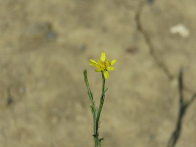 Gutierrezia sphaerocephala, photographed by Alexis López Hernández
