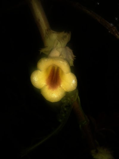 Drymonia macrophylla, photographed by Eduardo Chacón Madrigal