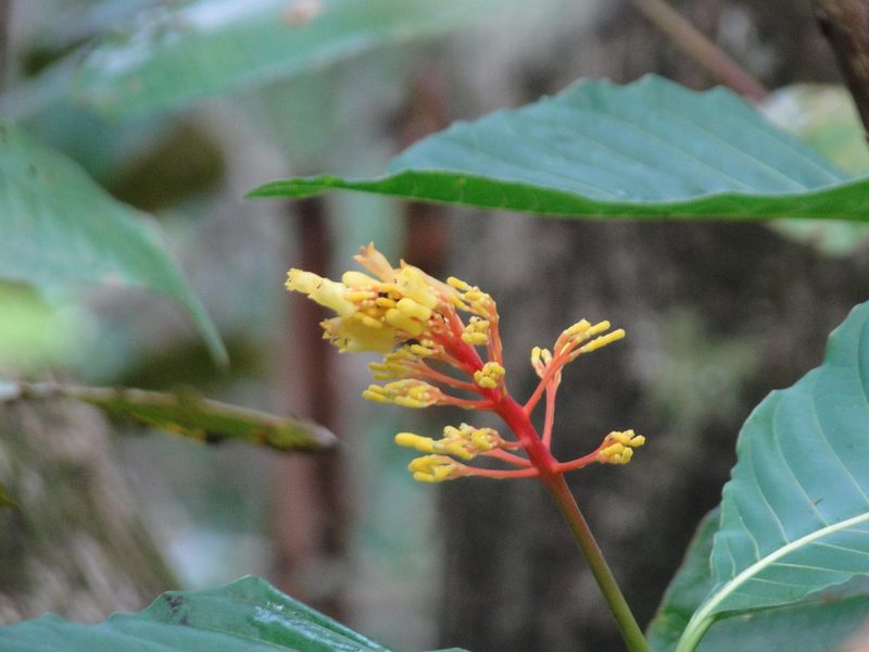 Palicourea guianensis, photographed by keesgroenendijk