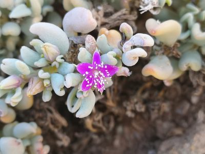 Sesuvium sesuvioides, photographed by leandra-k_89