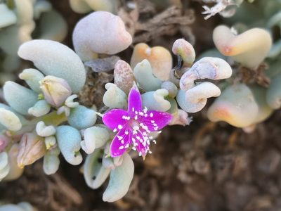 Sesuvium sesuvioides, photographed by leandra-k_89