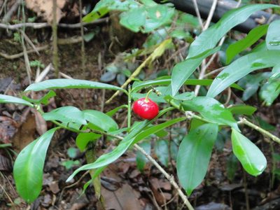 Thevetia ahouai, photographed by keesgroenendijk