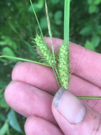 Carex baileyi, photographed by naturalist charlie