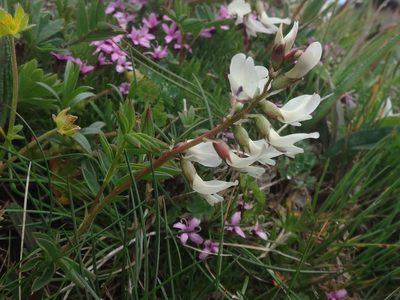 Astragalus australis, photographed by Christian Berg
