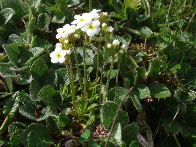 Androsace obtusifolia, photographed by Christian Berg